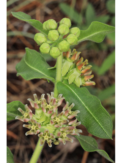 Asclepias obovata (Pineland milkweed)