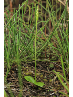 Ophioglossum nudicaule (Least adder's-tongue)