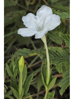 Ruellia noctiflora (Nightflowering wild petunia)
