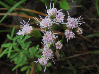 Fleischmannia incarnata (Pink thoroughwort)