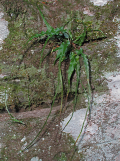 Asplenium rhizophyllum (Walking fern)