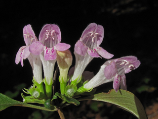 Clinopodium georgianum (Georgia calamint)