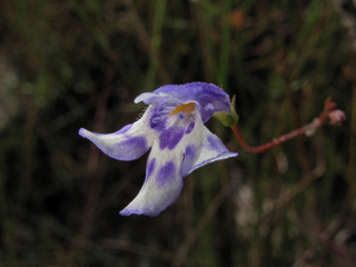 Lindernia monticola (Piedmont false pimpernel)