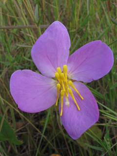 Rhexia salicifolia (Panhandle meadow beauty)
