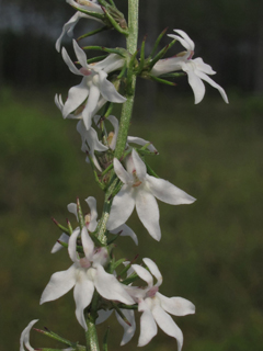 Lobelia spicata var. spicata (Palespike lobelia)