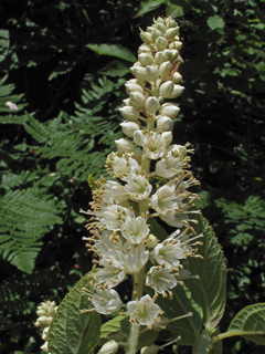Clethra acuminata (Mountain pepperbush)