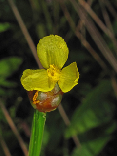 Xyris tennesseensis (Tennessee yellow-eyed-grass)