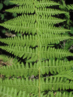 Dennstaedtia punctilobula (Eastern hay-scented fern)