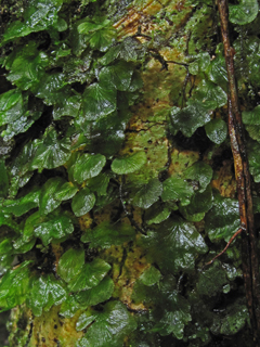 Trichomanes punctatum ssp. floridanum (Florida bristle fern)
