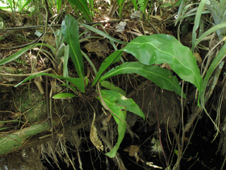 Asplenium serratum (Wild birdnest fern)