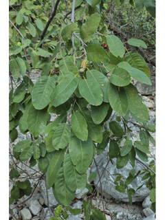 Quercus polymorpha (Mexican white oak)