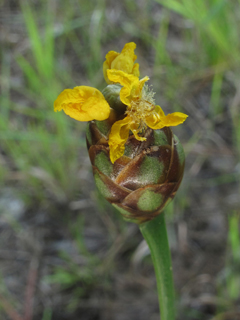 Xyris baldwiniana (Baldwin's yelloweyed grass)