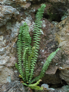 Maidenhair SPLEENWORT fern 20 rhizomes- asplenium platyneuron