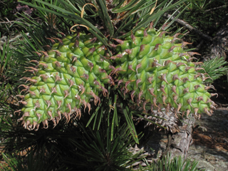 Pinus pungens (Table mountain pine)