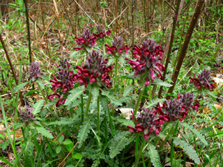 Pedicularis canadensis ssp. canadensis (Canadian lousewort)