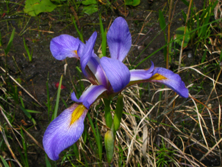Iris virginica var. virginica (Virginia iris)