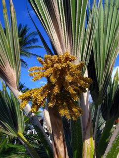 Pritchardia maideniana (Hawaii pritchardia)