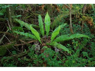 Asplenium nidus (Hawai'i birdnest fern)