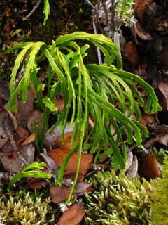 Psilotum complanatum (Flatfork fern)