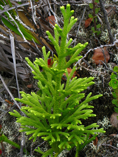 Lycopodiella cernua (Staghorn clubmoss)