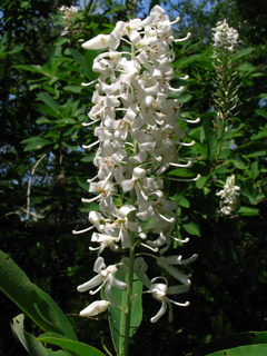 Elliottia racemosa (Georgiaplume)
