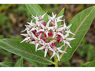 Asclepias speciosa (Showy milkweed)
