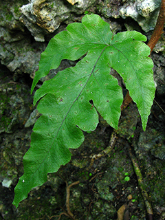 Tectaria fimbriata (Least halberd fern)