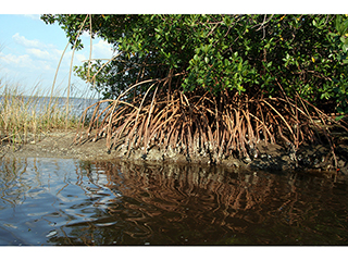 Rhizophora mangle (Red mangrove)