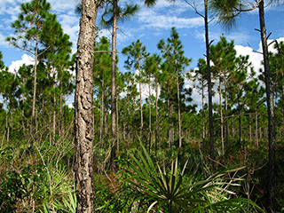 Pinus elliottii var. densa (Florida slash pine)