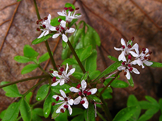Erigenia bulbosa (Harbinger of spring)