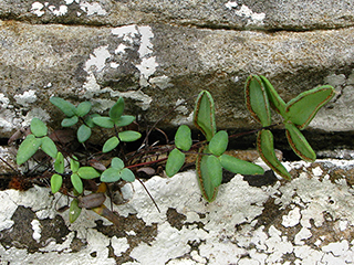Pellaea glabella ssp. glabella (Smooth cliffbrake)
