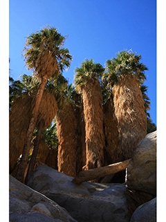 Washingtonia filifera (California fan palm)