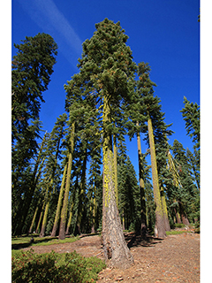 Abies magnifica (California red fir)