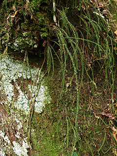 Pecluma ptilodon ssp. caespitosum (Palmleaf rockcap fern)