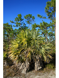 Leucothrinax morrisii (Key thatch palm)