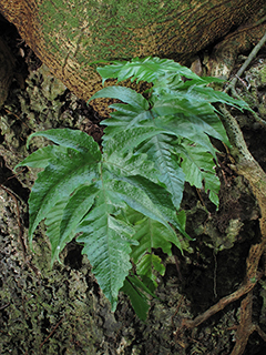 Tectaria heracleifolia (Broad halberd fern)