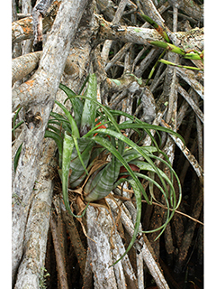 Tillandsia flexuosa (Twisted airplant)