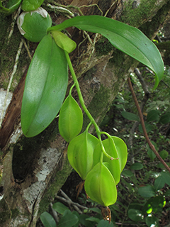 Prosthechea boothiana var. erythronioides (Dollar orchid)