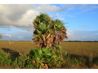 Acoelorraphe wrightii (Everglades palm)
