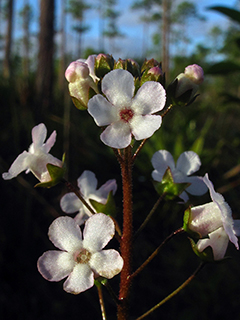 Samolus ebracteatus ssp. ebracteatus (Limewater brookweed)