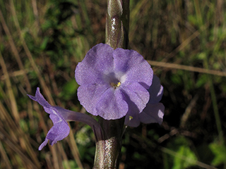 Stachytarpheta jamaicensis (Light-blue snakeweed)