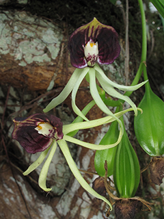 Prosthechea cochleata (Clamshell orchid)