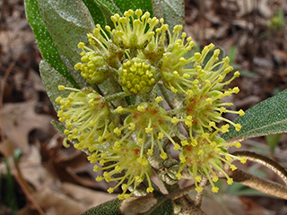 Croton alabamensis var. alabamensis (Alabama croton)