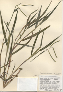 Urochloa platyphylla (Broadleaf signalgrass)
