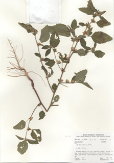 Sida tragiifolia (Earleaf fanpetals)