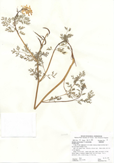 Corydalis curvisiliqua ssp. curvisiliqua (Curvepod fumewort)