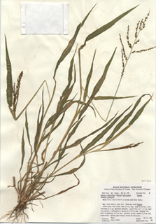 Urochloa fusca (Browntop signalgrass)