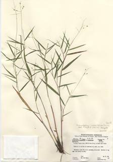 Dichanthelium oligosanthes var. oligosanthes (Heller's rosette grass)