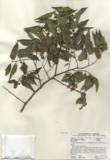 Celtis laevigata var. laevigata  (Sugarberry)