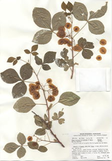 Ptelea trifoliata var. mollis (Common hoptree)